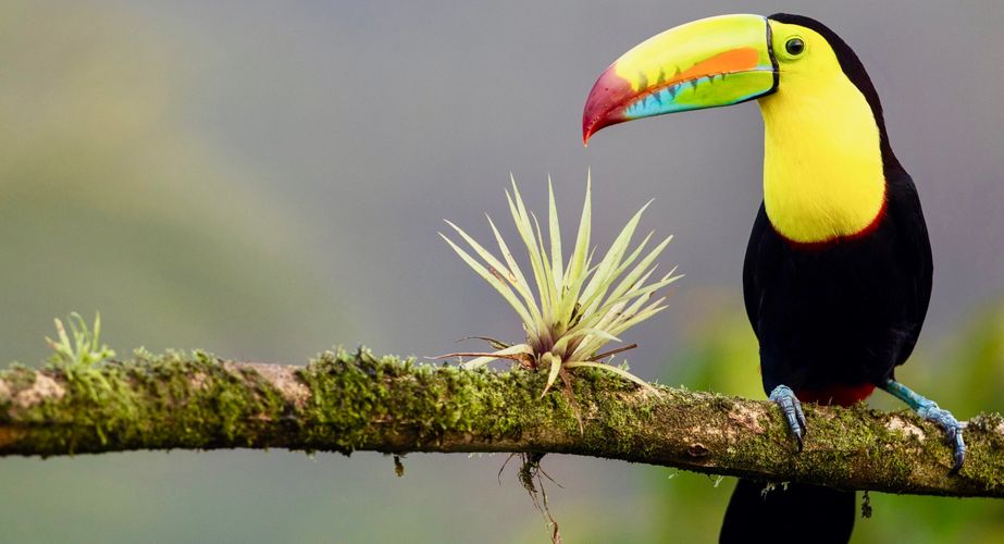 Costa Ricaanse toekan